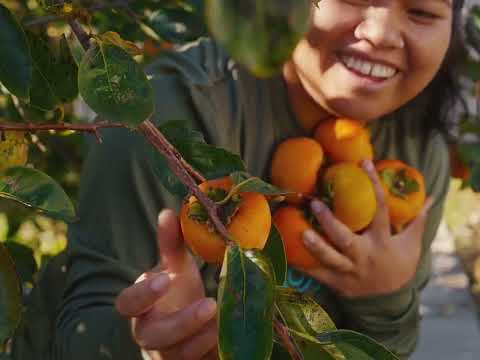 Southeast Asian American Journeys Trailer