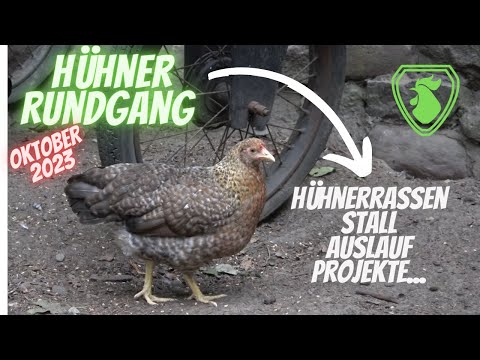 Hühner Rundgang Oktober 2023 - Hühnerrassen, Stall, Auslauf und Projekte