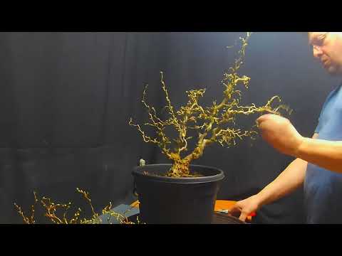 Zwerghaselnuss vom Gartencenter zum Bonsai