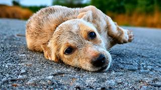 We Found Her Barely Surviving in the Middle of the Road