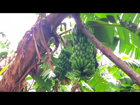 Ibintu vyinshi bitangaje mutari muzi bikorerwa muri Ruvubu Products kwa Kaderi Richard i Mwakiro