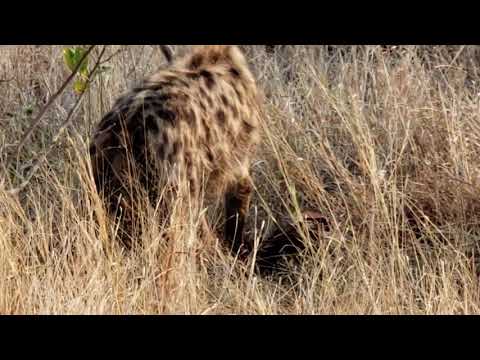 Hyena eating Impala kill on Satara-Olifants Road in Kruger National Park