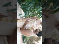 Hot Videos Romance Couples Mallu Malluhot Hotvideos