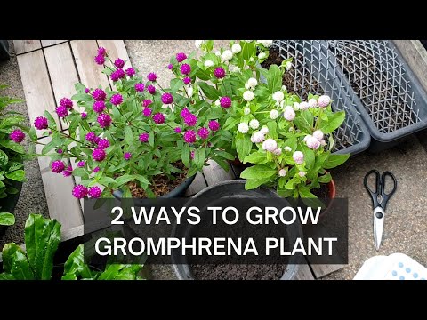 GROWING GOMPHRENA | GLOBE AMARANTH | Two ways to start your plant