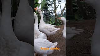 Download lagu Angsa Putih Jumbo mp3
