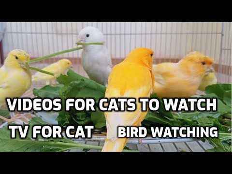 Videos for Cats to Watch - Birds Bonanza - Cat TV Bird Watch - Tv For Cat - birds for cats to watch