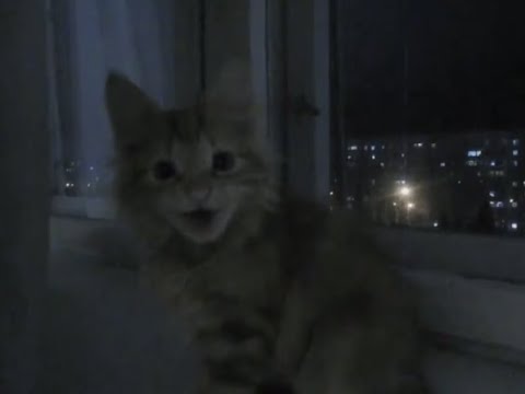 alex g x wifiskeleton x jaydes acoustic guitar type beat (prod. all we left unsaid)