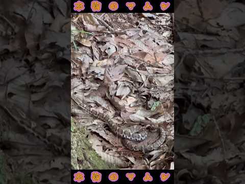 園芸 フランスの毒蛇