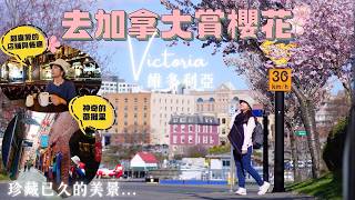 加拿大賞櫻原來那麼美🌸Victoria維多利亞3日2夜Vlog｜珍藏許久的影片 不捨得不剪 因為這個地方太美⋯ #加拿大 #櫻花
