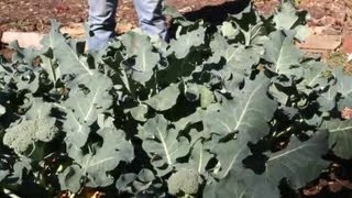 How to Get Rid of Moth Larvae in Vegetable Gardens : Berry Gardening, Fertilizers & Vegetables