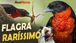Miniatura do vídeo
