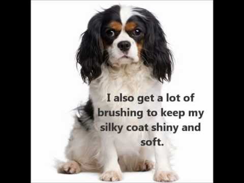 Cavalier King Charles Spaniel