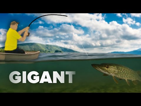 He broke the Polish RECORD for this species...