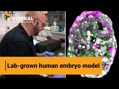 Scientists grow model of human embryo without eggs or sperm | The Federal