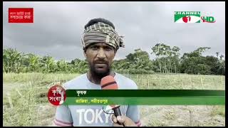 জাজিরাতে বৃদ্ধি পাচ্ছে মালচিং পদ্ধতির সবজি উৎপাদন