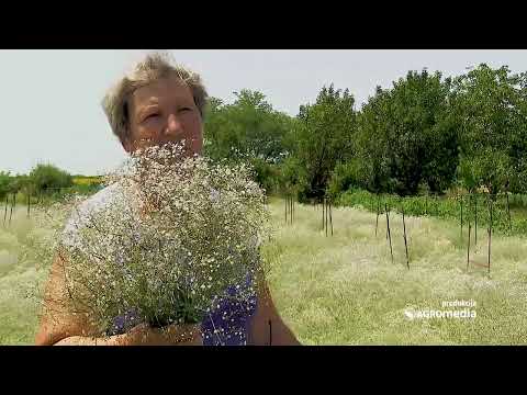 Ovo Cveće se Dodaje u Svim Buketima - A da li MOŽE DA SE ZARADI od Njegove Proizvodnje?