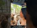 18 AMAZING Animal Clips You MUST See WILD ZOOM Animals Animalshorts Animalclips