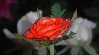 s'aponevronoun psuxh mou