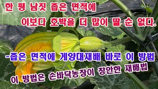 한 평 남짓 좁은 면적에 호박이 10포기, 이 보다 호박을 더 많이 딸 순 없다. -올해도 풋호박 게양대 수…
