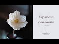 Japanese Anemone Sugar Flower Tutorial (Gumpaste / Flower Paste)