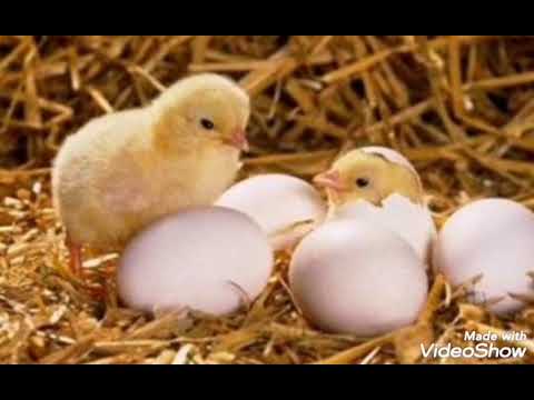 Puisorul cafeniu, de Otilia Cazimir, poezii pentru copii