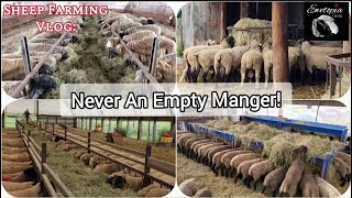 Empty Manger Syndrome: Why Sheep Need Feed Constantly Available During Late Gestation