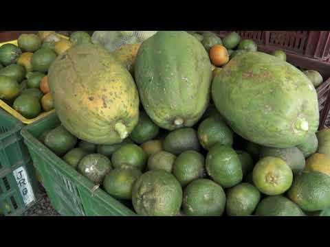 Granja Agroecológica La Fortuna - Cuentos Verdes 4 de junio 2.021