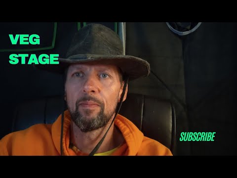 Cannabis vegetative stage indoor grow