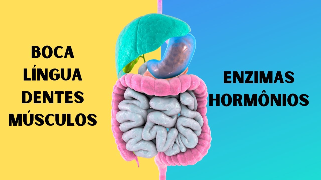 NUTRIÇÃO BÁSICA - DIGESTÃO MECANICA X DIGESTÃO QUÍMICA