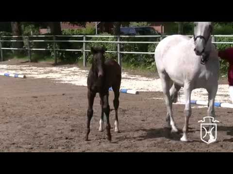 SL060 Hengstfohlen von Diarado   Cassini I   Caretino