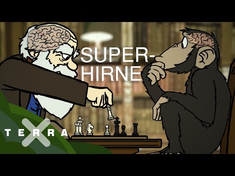 So intelligent sind Tiere