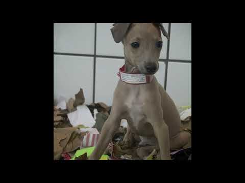 Ayshay-Jemsheed (HBA Remix)