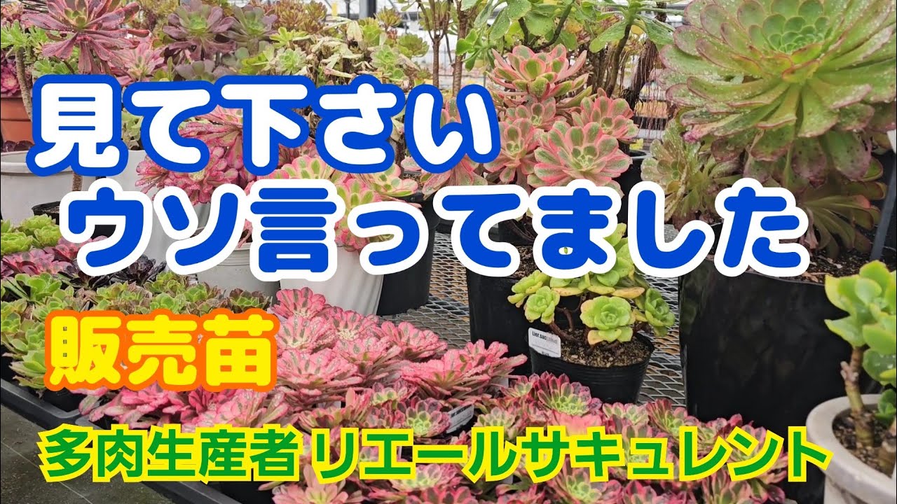 【多肉植物】【販売苗紹介】見て下さい‼️ウソ言ってました💦2026年4月1日