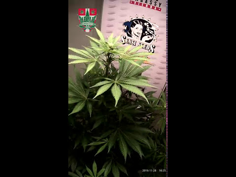 75 Days timelapse - Sensi Seeds   Skunk #1