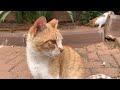 Three Ginger Cats And A Gray Tabby Came For Breakfast