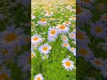 Tumse Pyaar Karke Song Beam Jubin Nautiyal Nature Naturelovers Shorts
