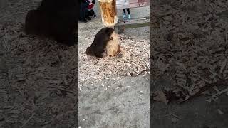 Miniature vidéo