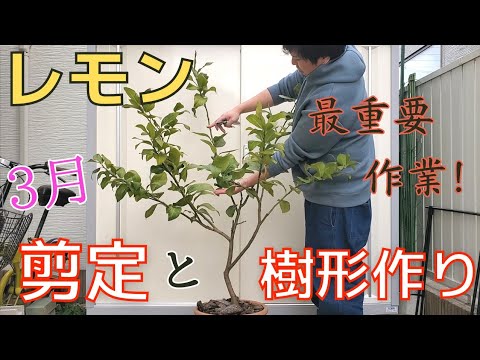 凍ったレモンの木を保存するにはどうすればよいですか？春に生い茂る木を守るための 4 つのステップ  庭園
