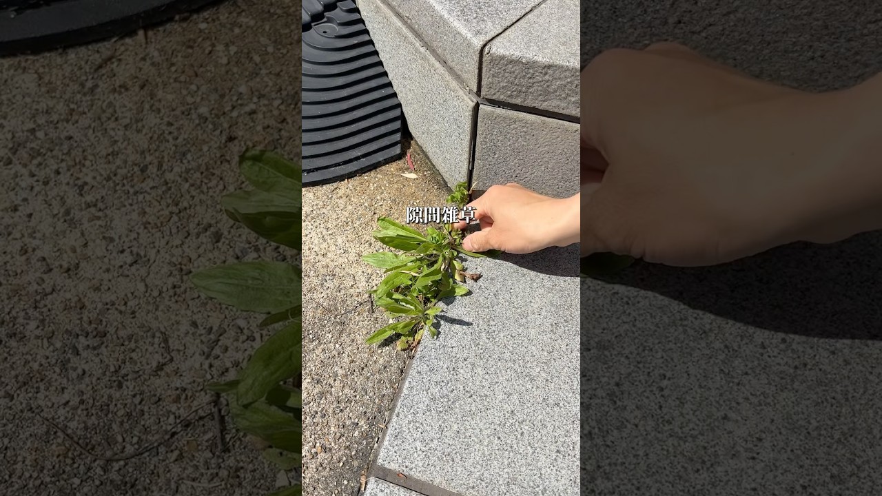 【5分で隙間雑草対策】#PR#shorts #コメリ #komeri #雑草対策