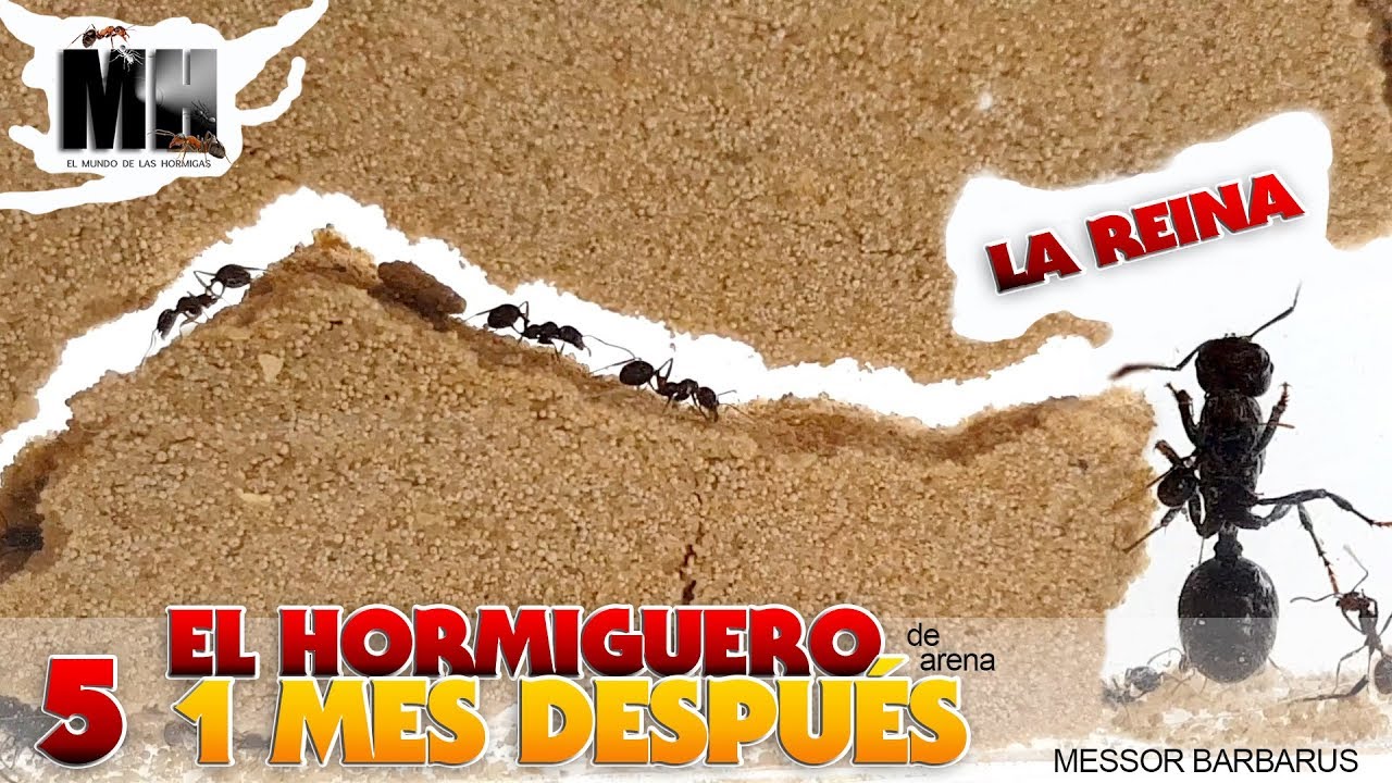EL HORMIGUERO POR DENTRO 1 MES DESPUÉS | Hormigas Messor Barbarus
