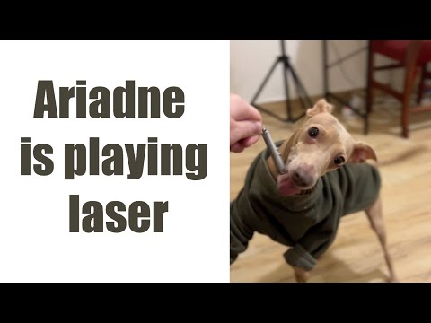 FUNNY VIDEO || Ariadne playing with laser