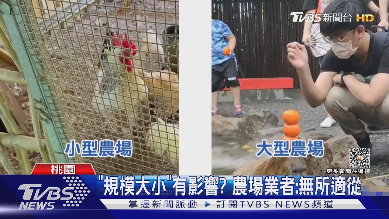 不能跟雞互動?動展規定嚴 小農場生存難
