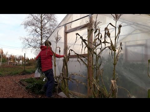 Vinterodling i tunnelväxthus oktober 2016