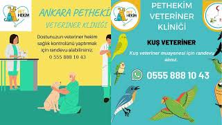 Pethekim Veteriner Kliniği : Baglica veteriner