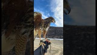 Harris Hawk Training #falconry