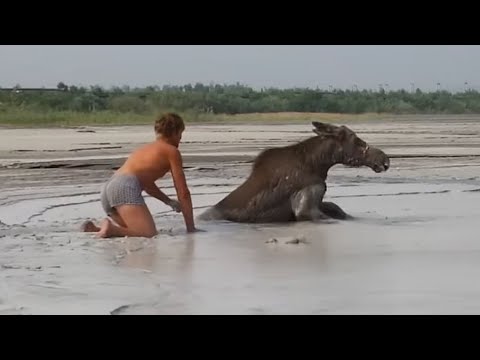 💖 Amazing Animal Rescues Caught on Camera! Heartwarming Moments 🐾