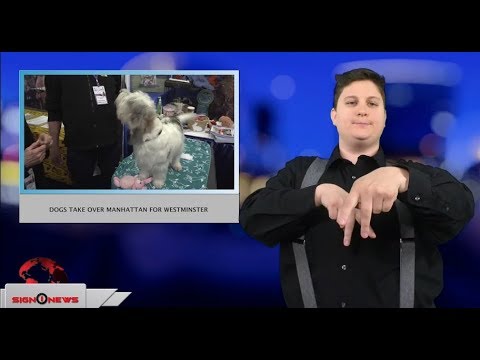 Dogs take over Manhattan for Westminster (ASL - 2.12.18)