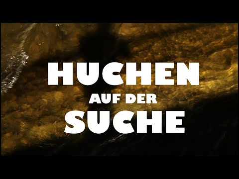 HUCHEN AUF DER SUCHE