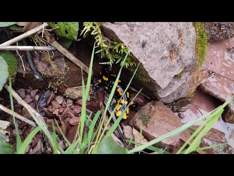 Tyrol Forest AUSTRIA • Virtual Walking Tour in 4K