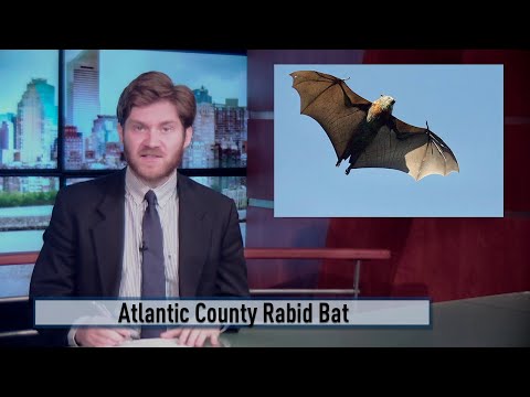 NJ Hamilton Township Two Bats Test Positive For Rabies